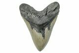 Serrated, Fossil Megalodon Tooth - North Carolina #274753-1